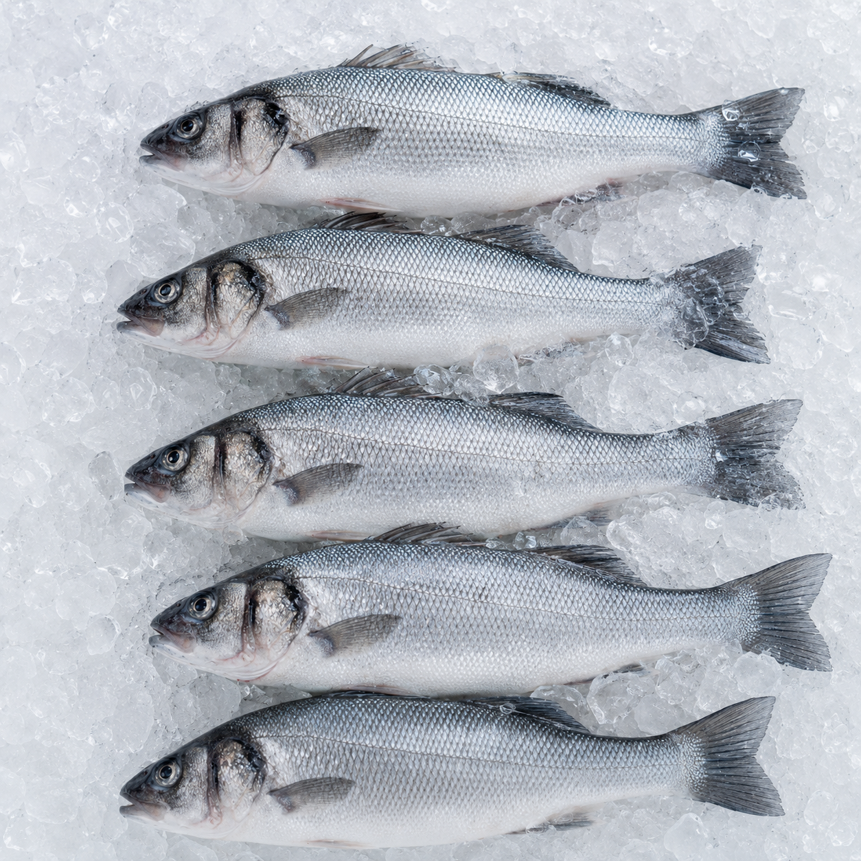 Sea Bass / Sea Bream